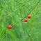 雨上がりphoto #1