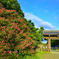 百日紅と寺町御門