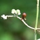 ヤブミョウガ（果実）。