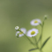 道端の花