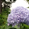 季節外れの紫陽花！？