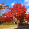 紅葉(智積院2018)