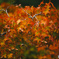 一足先の紅葉