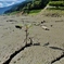 第四千七十九作　「水枯るる　枯れて芽生ゆる　輪廻かな」　埼玉県秩父