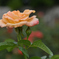薔薇