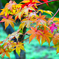 早紅葉
