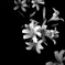 暗闇の花