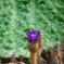 西日本出張_20250903_栗林公園_DSC_2254-2
