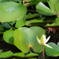 西日本出張_20250903_栗林公園_DSC_2250-2