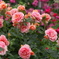 想い出の薔薇♪8