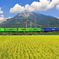 伊吹山と貨物列車