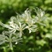 ヒガンバナ白花