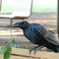 公園のカラス