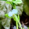 ツユクサ白花