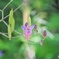 ホトトギスの花