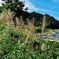 第四千八十作　「気が付くと　伸びて戦ひで　すすきつぽう」　福井県和泉