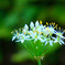 ニラの花