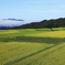 高原の稲穂