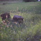DSC00535