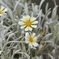 ハートの花びら