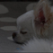 愛犬