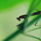 カマキリ