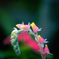 DSC01875. 多肉植物 エケベリア エレガンスの花