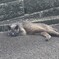 ぐったり猫