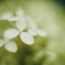 紫陽花に寄せる想い 補遺 5