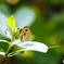 蝶の里公園～xviii