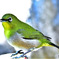 野山の鳥  メジロ