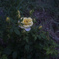 雨粒ト薔薇