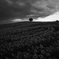 Monotone