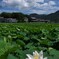 情緒なき蓮の花