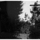 frequency 3036