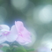 「Madagascar periwinkle」
