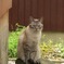むつみ村の猫寺にいた美猫