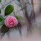 一輪の花