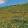 ビーナスライン、八島湿原あたりだと思う　2007/8