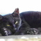 黒猫