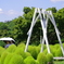 コキア_昭和記念公園