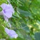 川沿いに咲く～♪