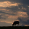 夕刻