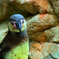 ペンギンちゃん