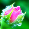 まだ蕾