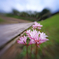 リコリスの続く木道