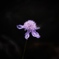 浮かぶ花弁