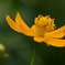 爽やかYellow