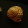 PENTACON50㎜ F1.8 MC