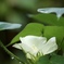 綿の花